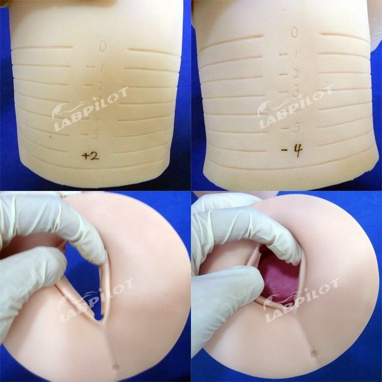Modelo de maniquí de tamaño humano para el entrenamiento de parteras de dilatación y eliminación cervical