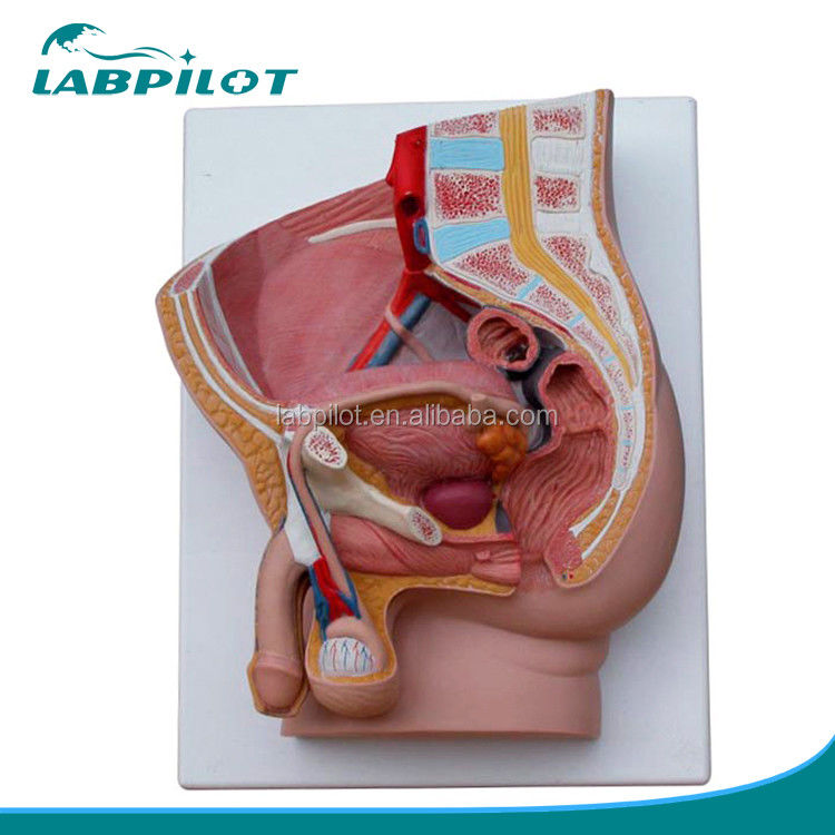 Ciencias médicas Pelvis masculino Modelo de 2 partes de órganos genitales desmontables con PVC avanzado