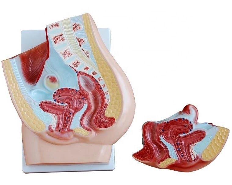 Modelo de pelvis femenino vivo para la enseñanza médica Categorías Modelos del sistema genital humano