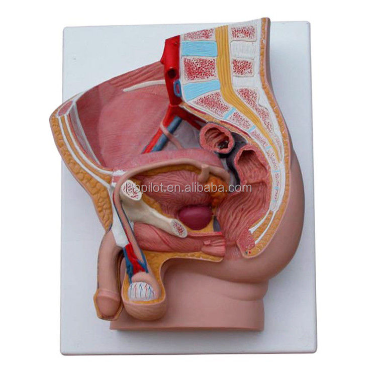 Órganos reproductivos Enseñanza de anatomía Sagitario mediano de 2 partes Modelo de la cavidad pélvica masculina