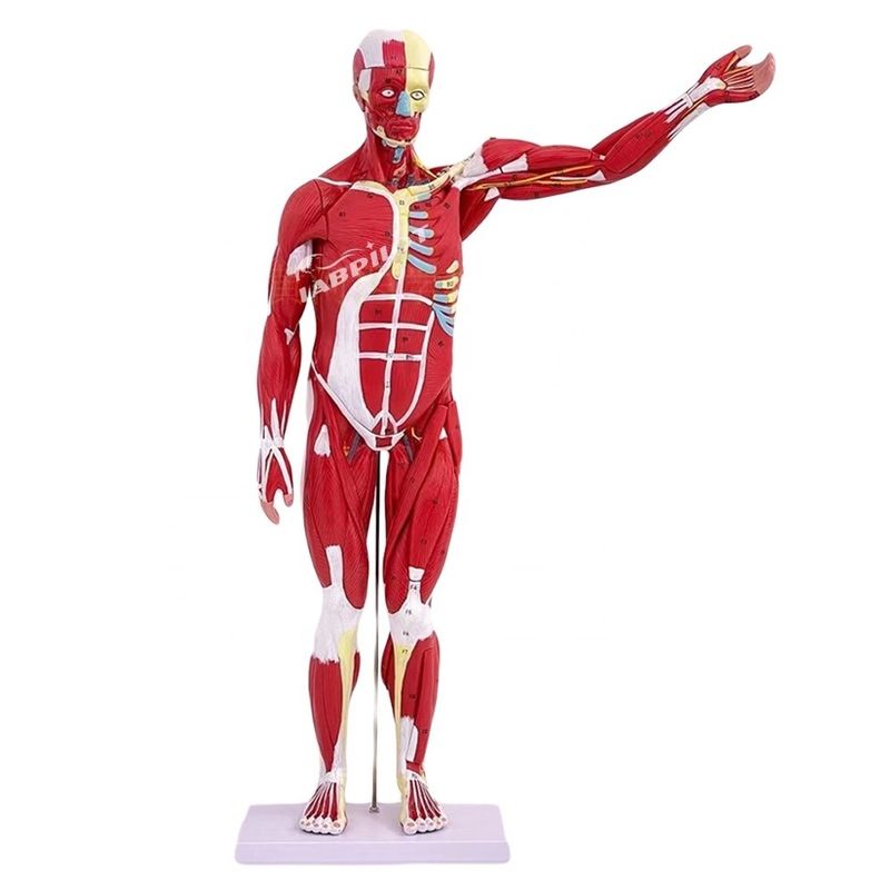 Artículo Modelo de anatomía del cuerpo humano que muestra órganos internos y músculos Torso maniquí