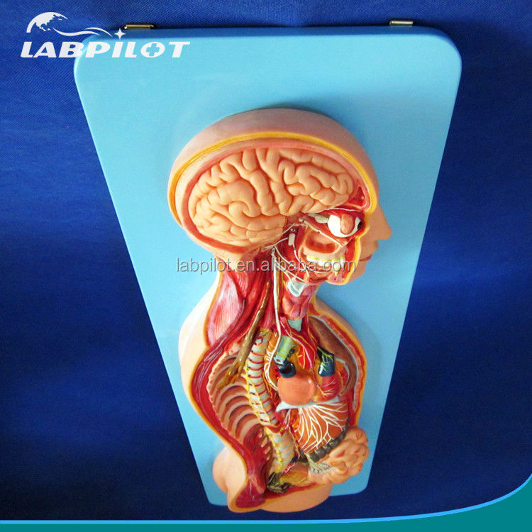 Modelo anatómico detallado de tamaño de vida humana para el sistema nervioso automático y los órganos del torso