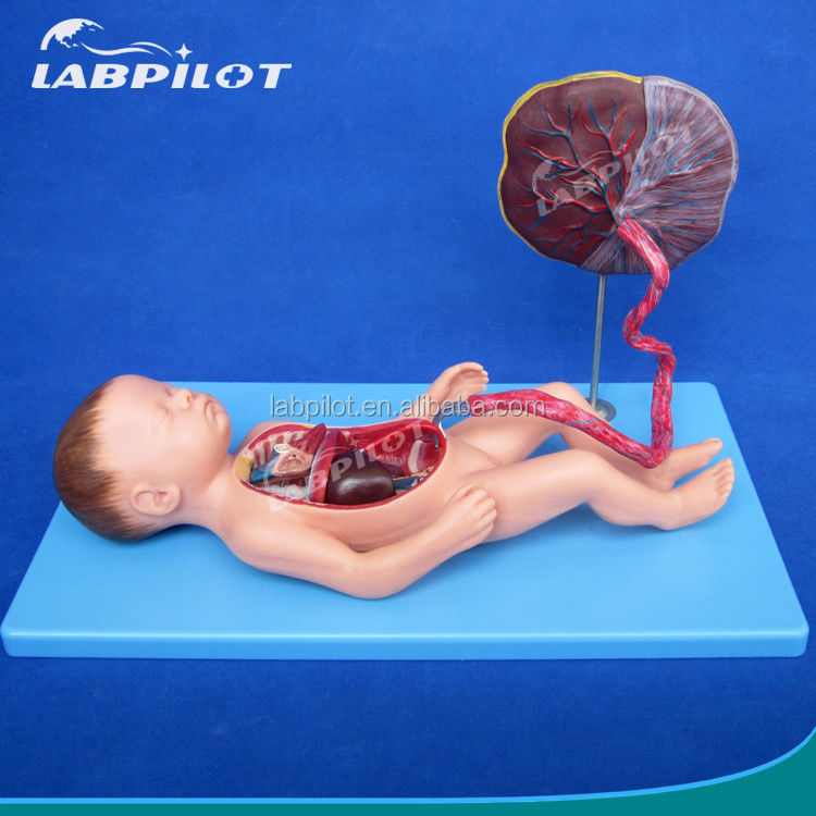 Ciencias médicas Modelo de circulación fetal pintado con placenta cardíaca y cordón umbilical