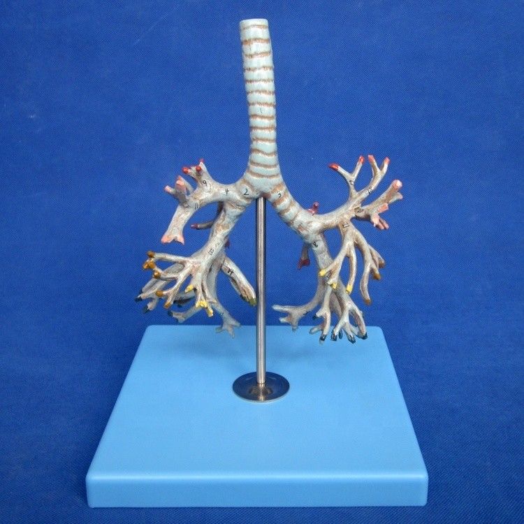 Modelo médico de bronquios humanos Bronquios avanzados de PVC de la tráquea Modelo de tamaño natural