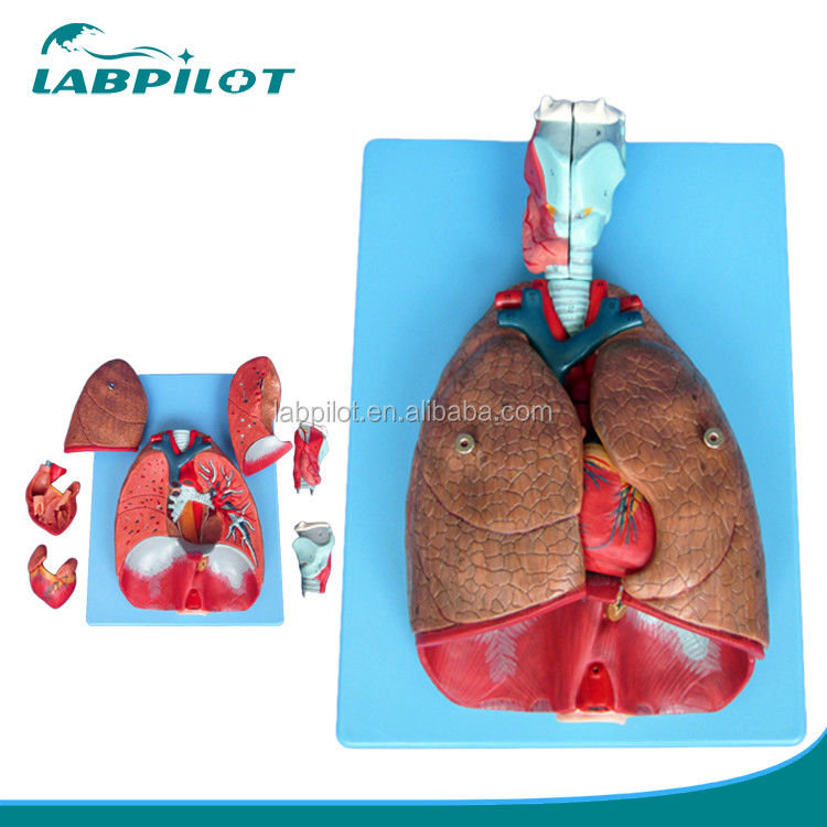 Modelo 3D del sistema respiratorio humano Laringe Traquea Corazón y pulmón para educación médica