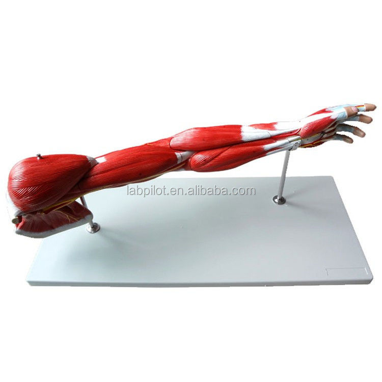Músculos del brazo desmontables Modelo vascular y neuronal para el sistema motor de las extremidades superiores