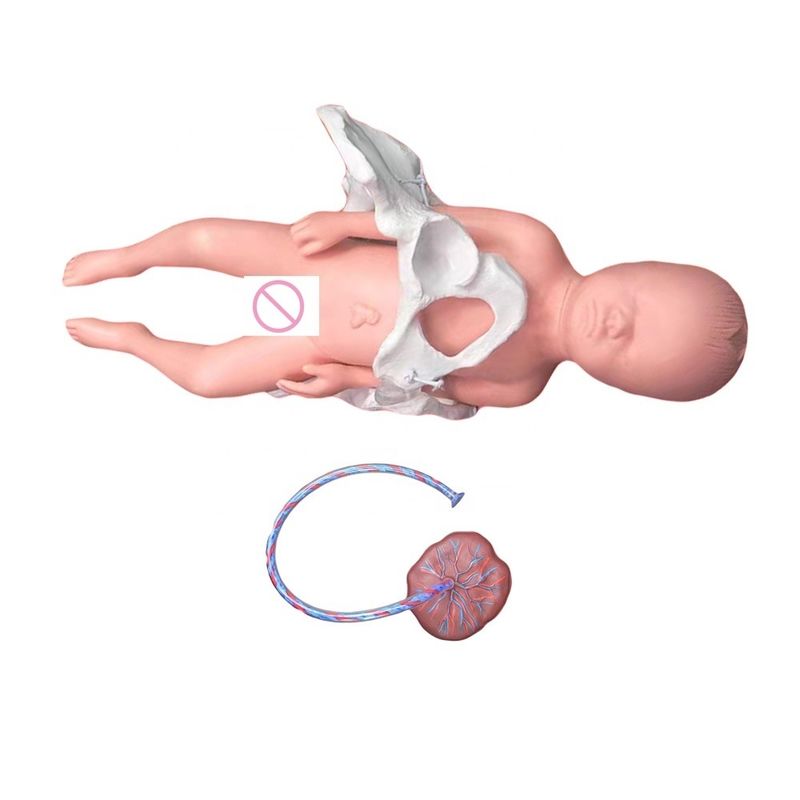 Enseñanza de Medicina Maniquí Modelo Sujeto Ciencia médica con cordón umbilical y placenta